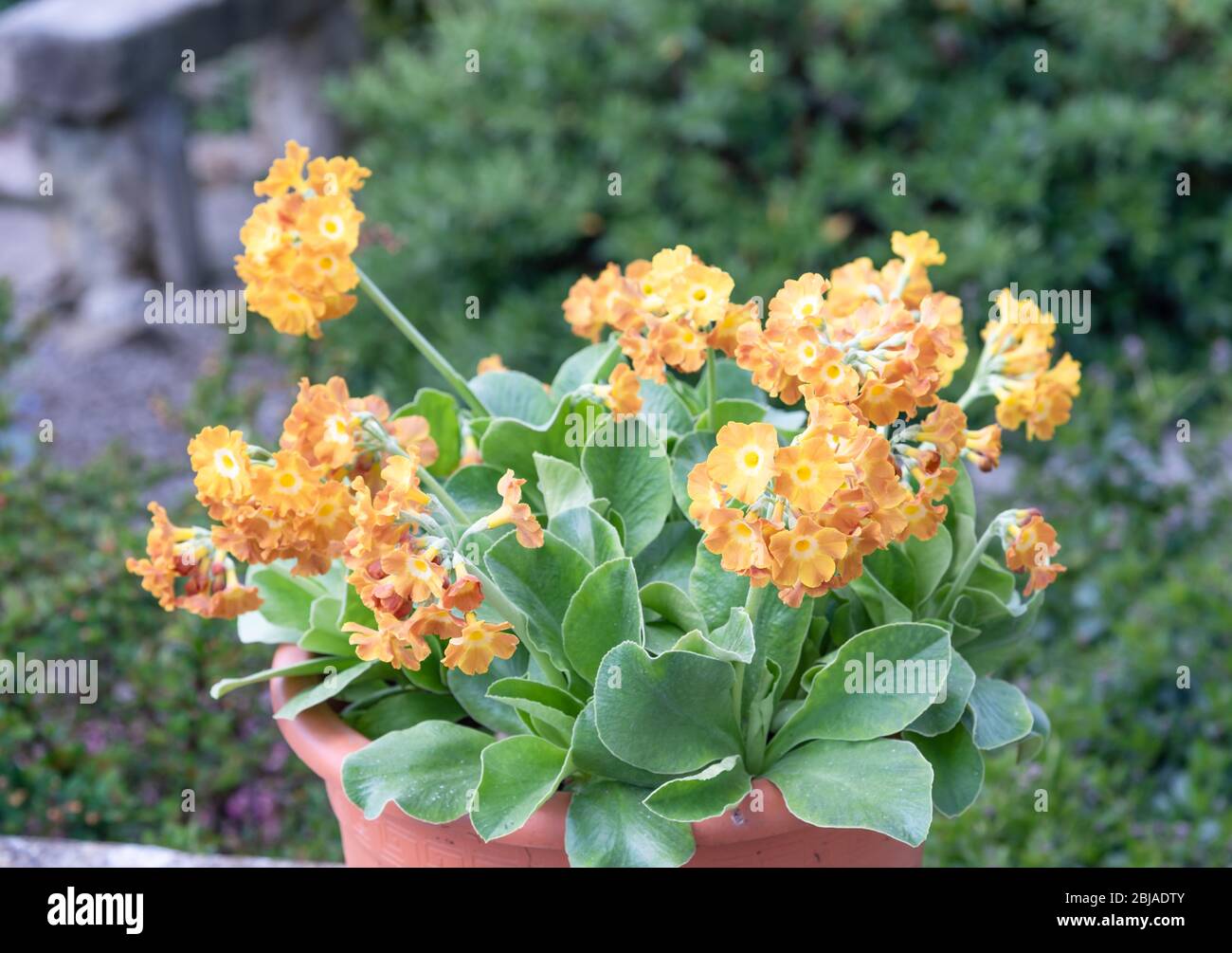 Large orange flowered Primula Auricula in a pot Stock Photo