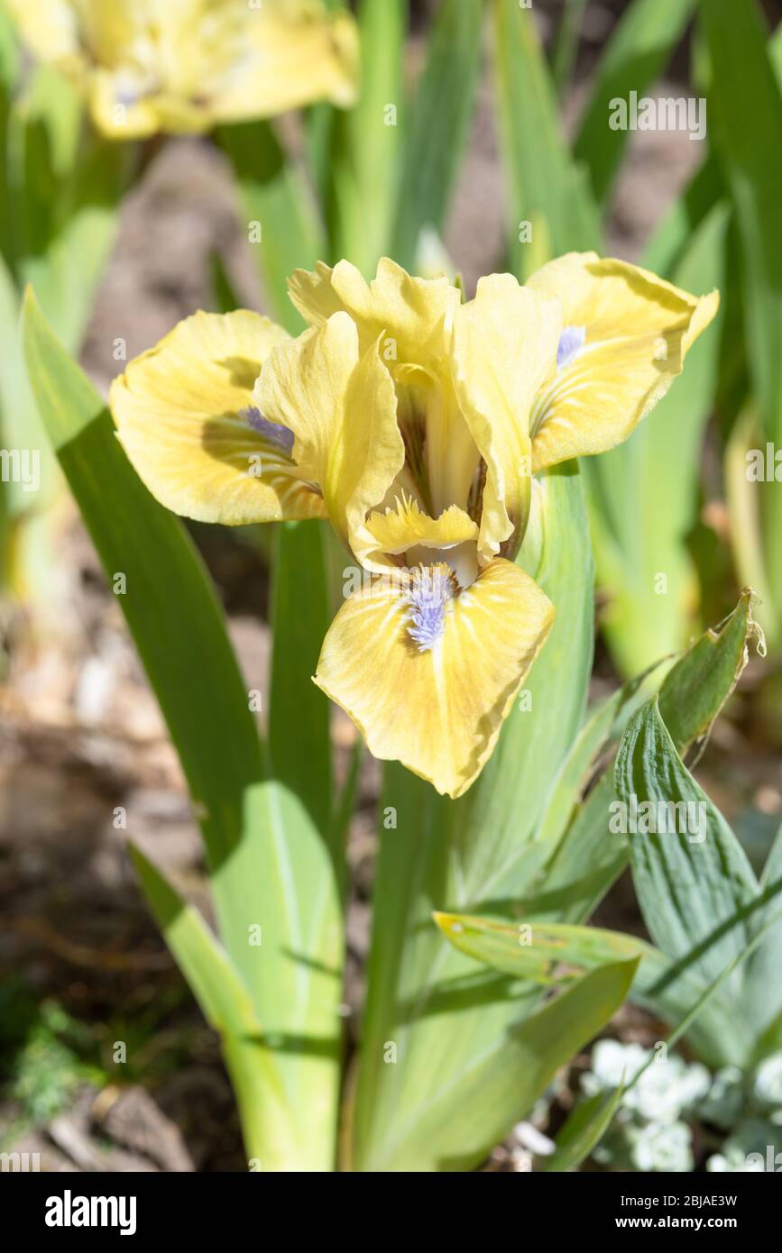 Standard dwarf Iris 'Little Blue Eyes' Stock Photo