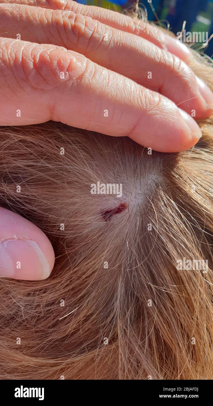 wound on the head, Germany Stock Photo