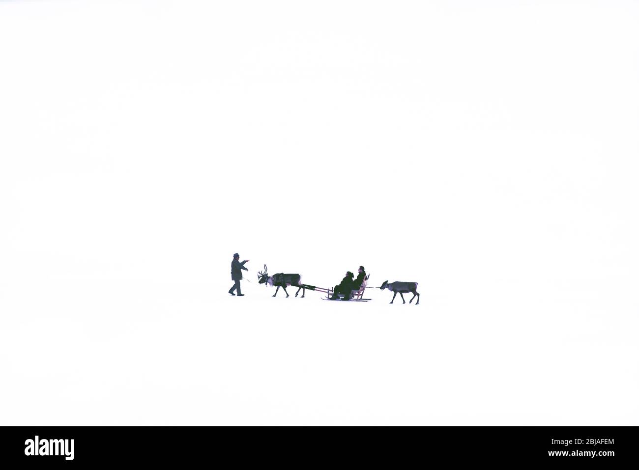 sleigh with reindeers, France, Savoie, Peisey Vallandry Stock Photo