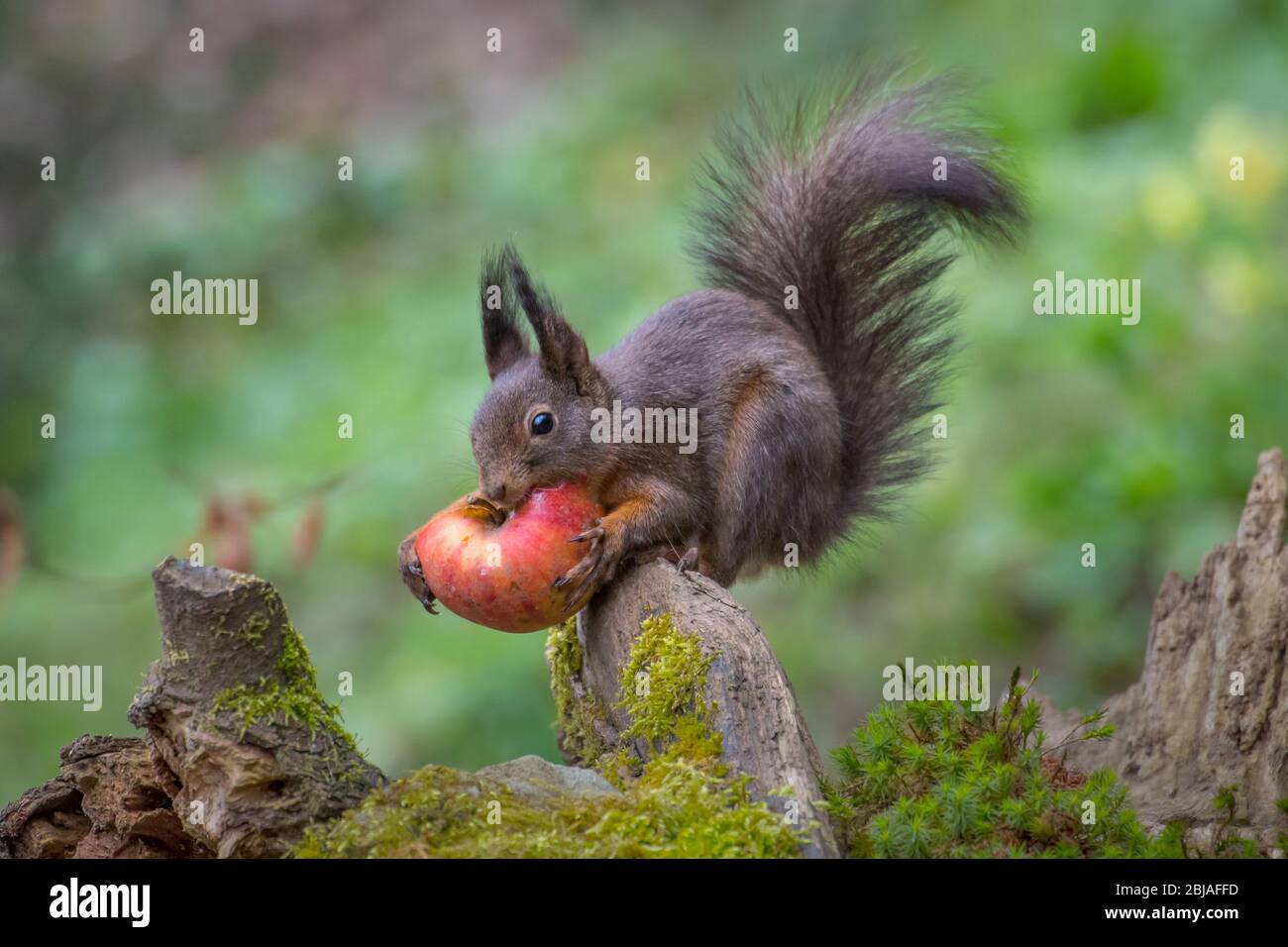 Root Squirrel Lateral root hi-res stock photography and images - Alamy