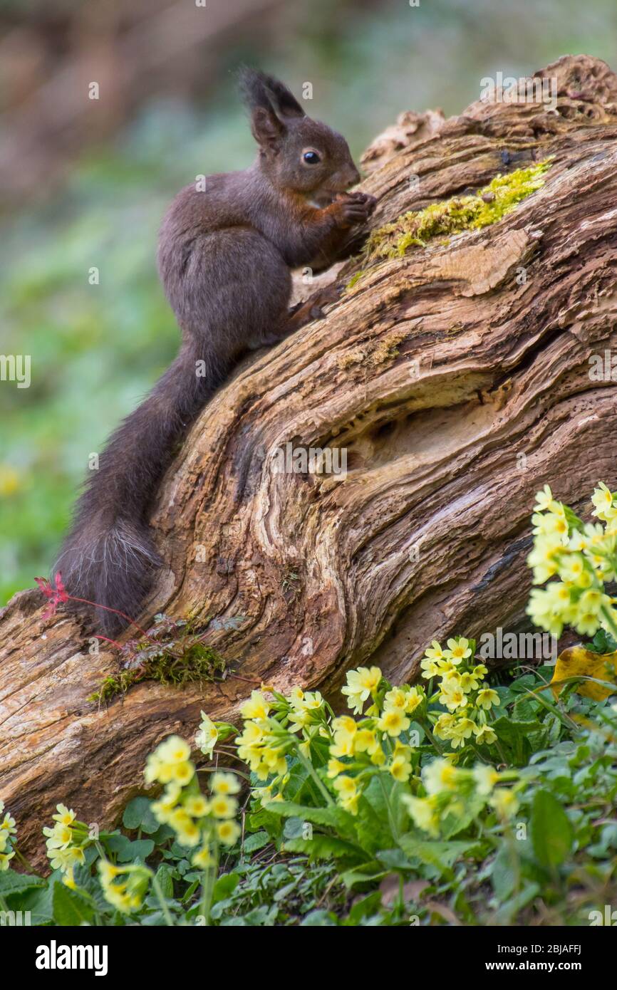 European red squirrel, Eurasian red squirrel (Sciurus vulgaris), foraging on an old root, lateral, Switzerland, Sankt Gallen Stock Photo
