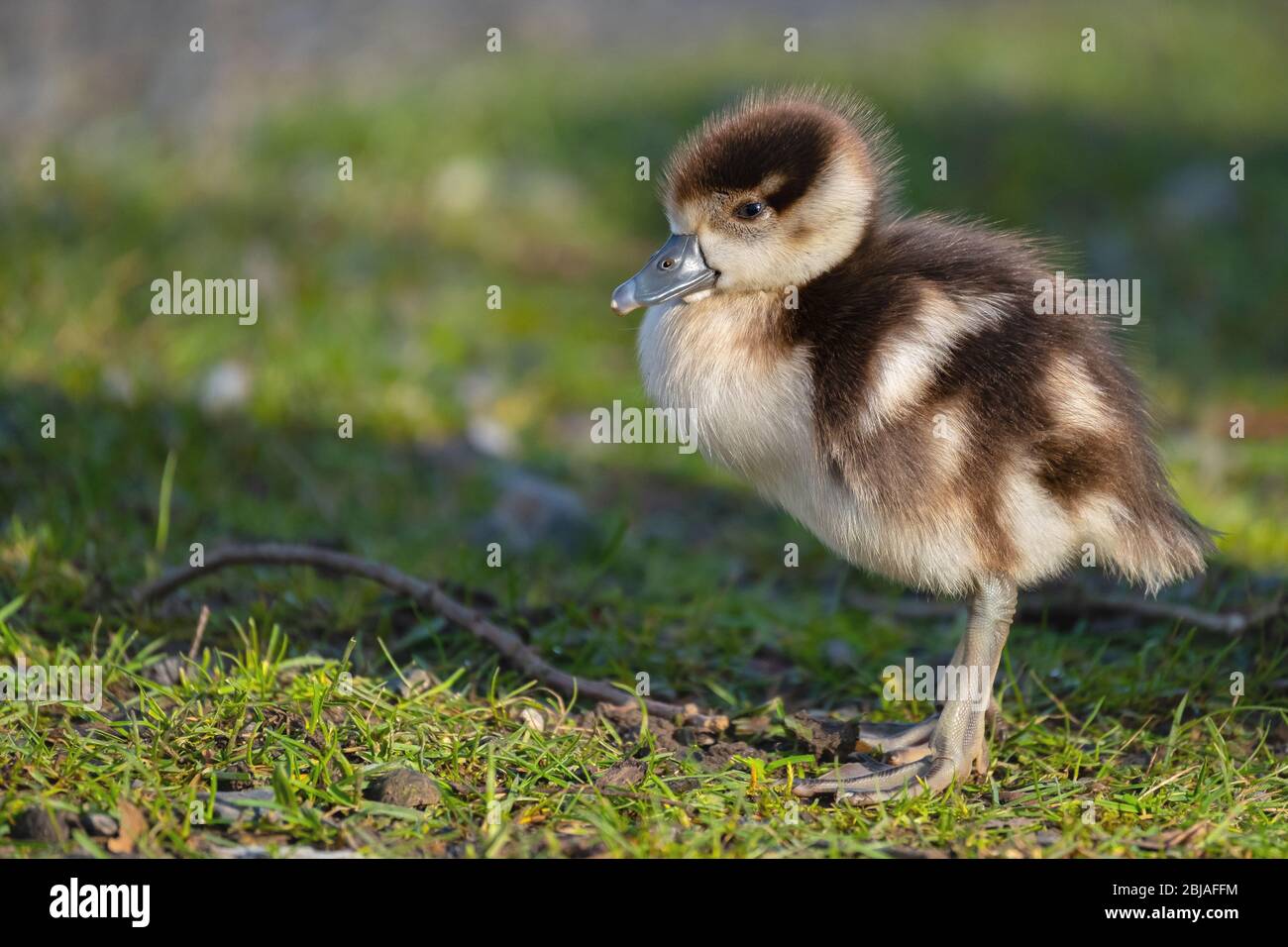 Egyptian goose (Alopochen aegyptiacus), a few day old chick, Germany Stock Photo