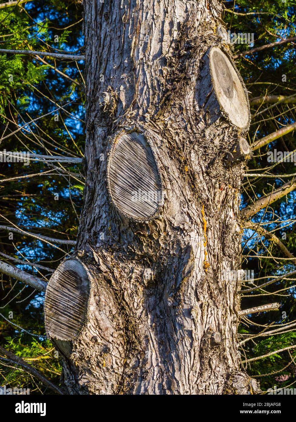 Old healed branch saw-cuts on Leyland cypress (Cupressus) evergreen tree trunk. Stock Photo