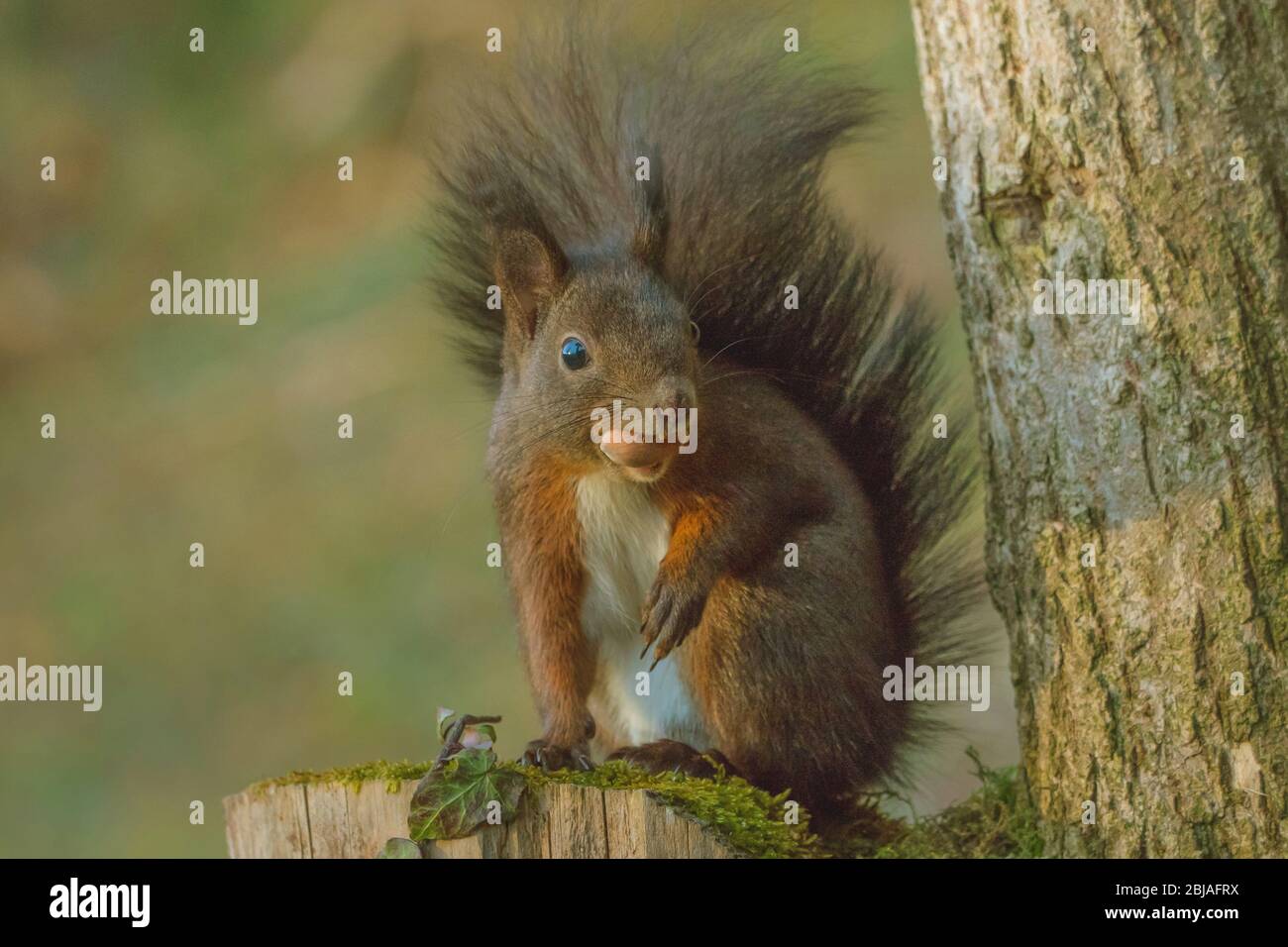 European red squirrel, Eurasian red squirrel (Sciurus vulgaris), sits on a tree snag wit a hazelnut in its mouth, front view, Switzerland, Sankt Gallen Stock Photo