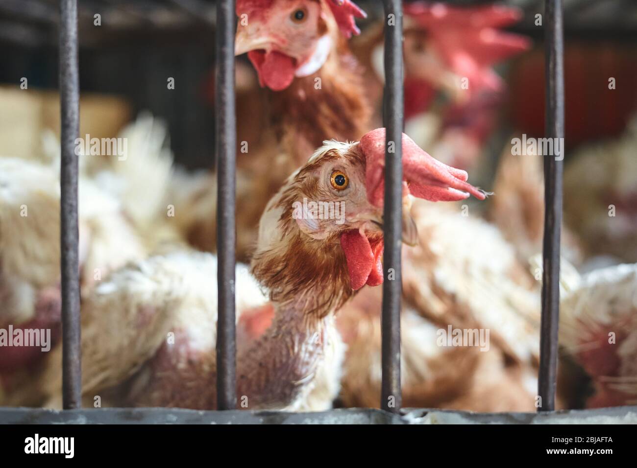 Wounded roosters kept in cage at local market, selective focus, China. Stock Photo