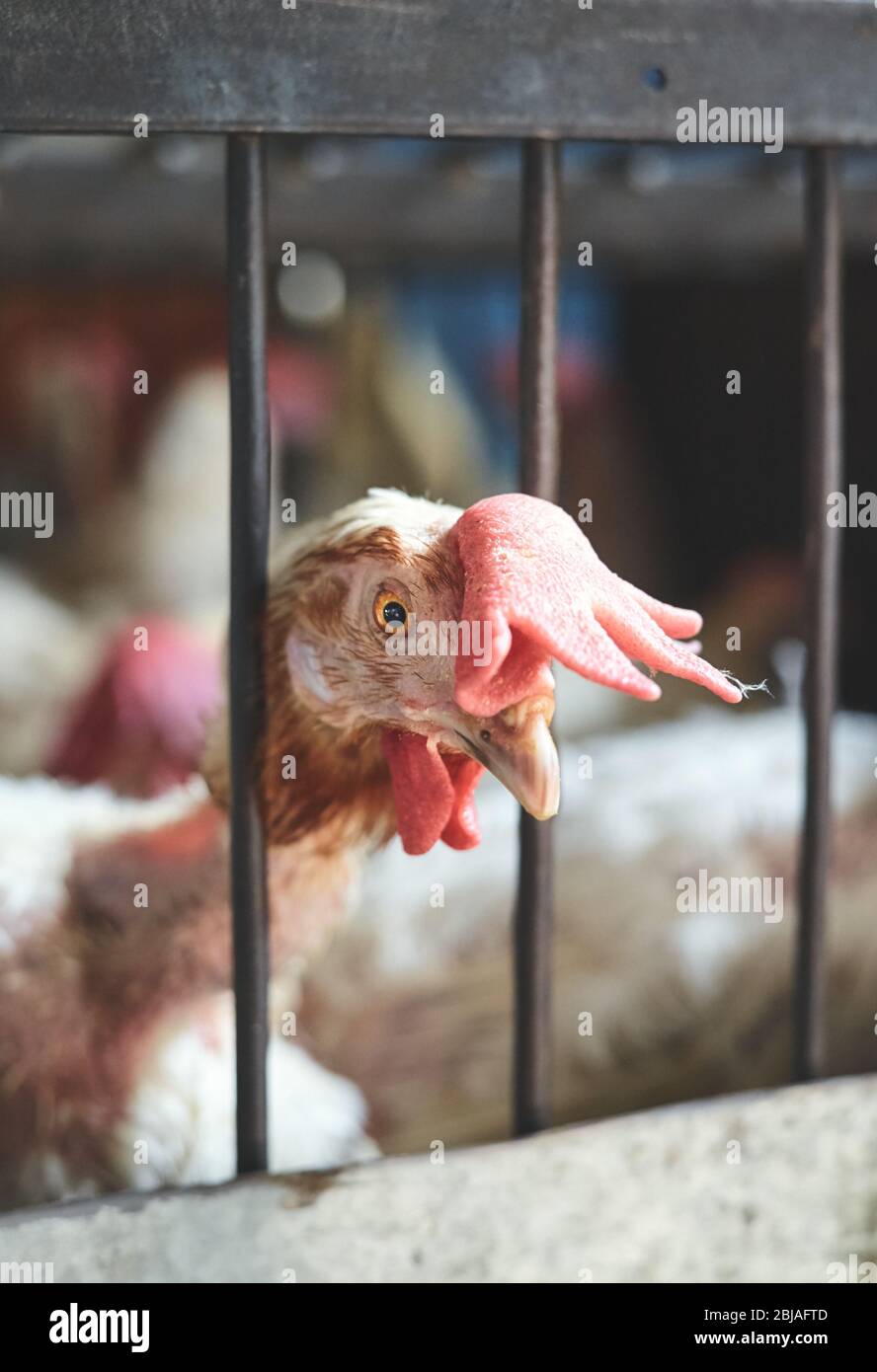 Wounded rooster kept in cage at local market, selective focus on eye, China. Stock Photo