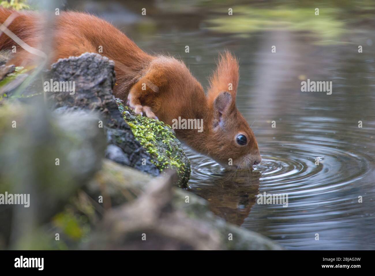 European red squirrel, Eurasian red squirrel (Sciurus vulgaris), drinks at a waterplace in forest, side view, Switzerland, Sankt Gallen Stock Photo