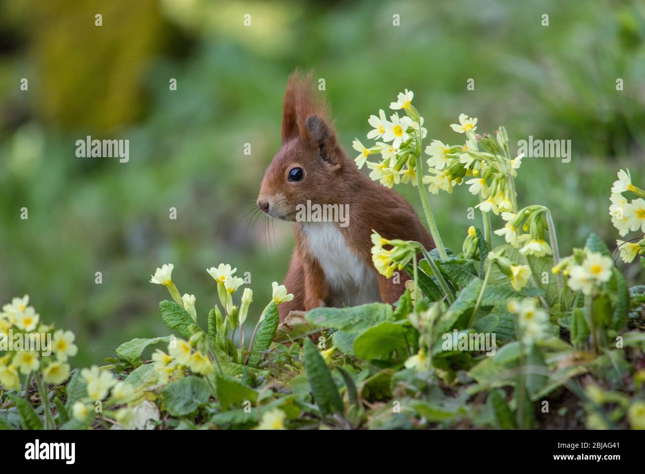 European red squirrel, Eurasian red squirrel (Sciurus vulgaris), foraging among primroses, lateral, Switzerland, Sankt Gallen Stock Photo