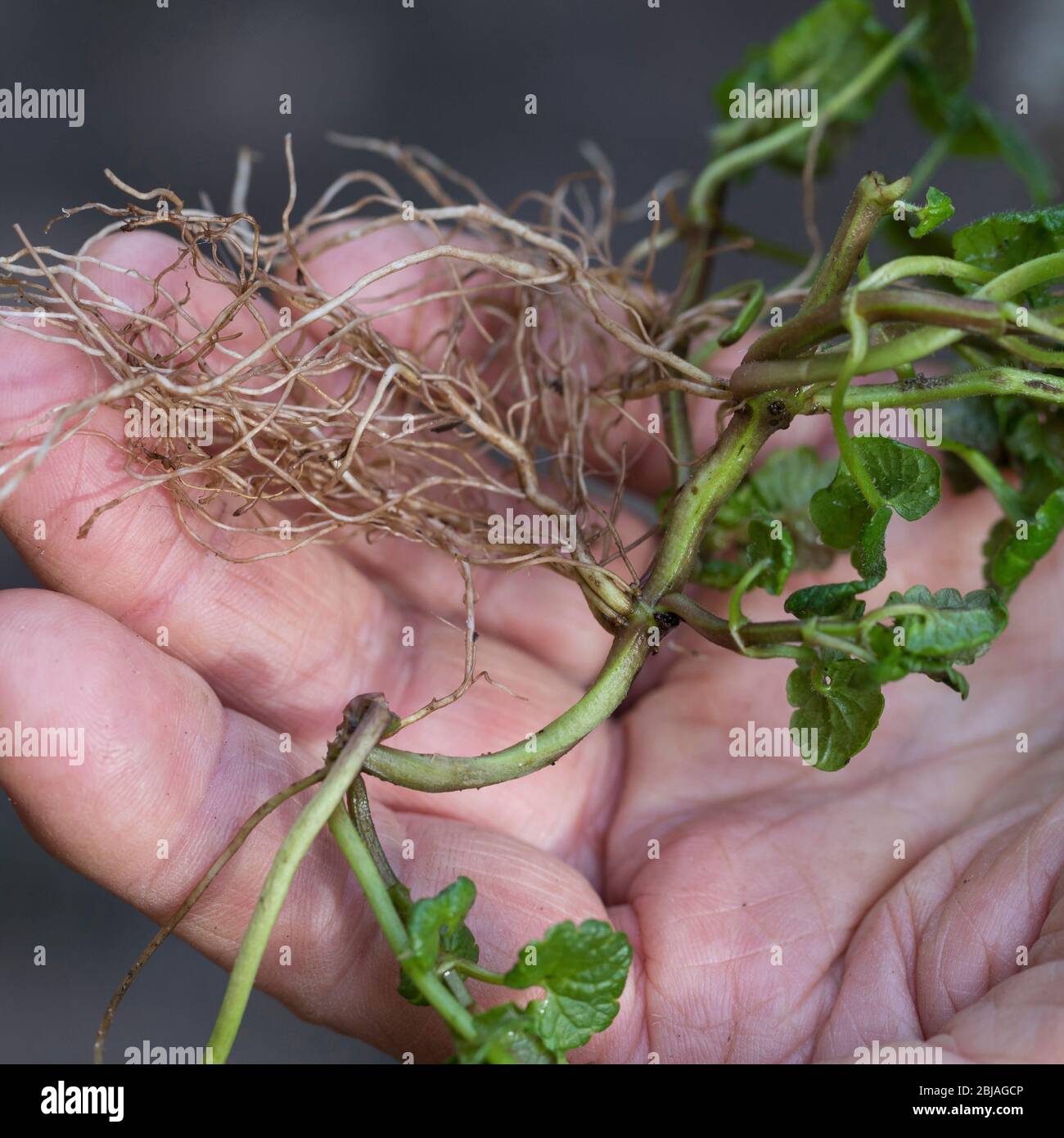 gill-over-the-ground, ground ivy (Glechoma hederacea), roots, Germany Stock Photo