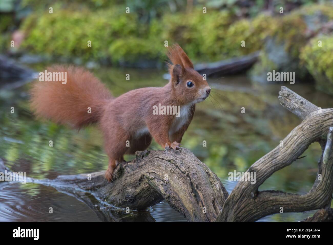 European red squirrel, Eurasian red squirrel (Sciurus vulgaris), stands on a branch at a water place in the forest, Switzerland, Sankt Gallen Stock Photo