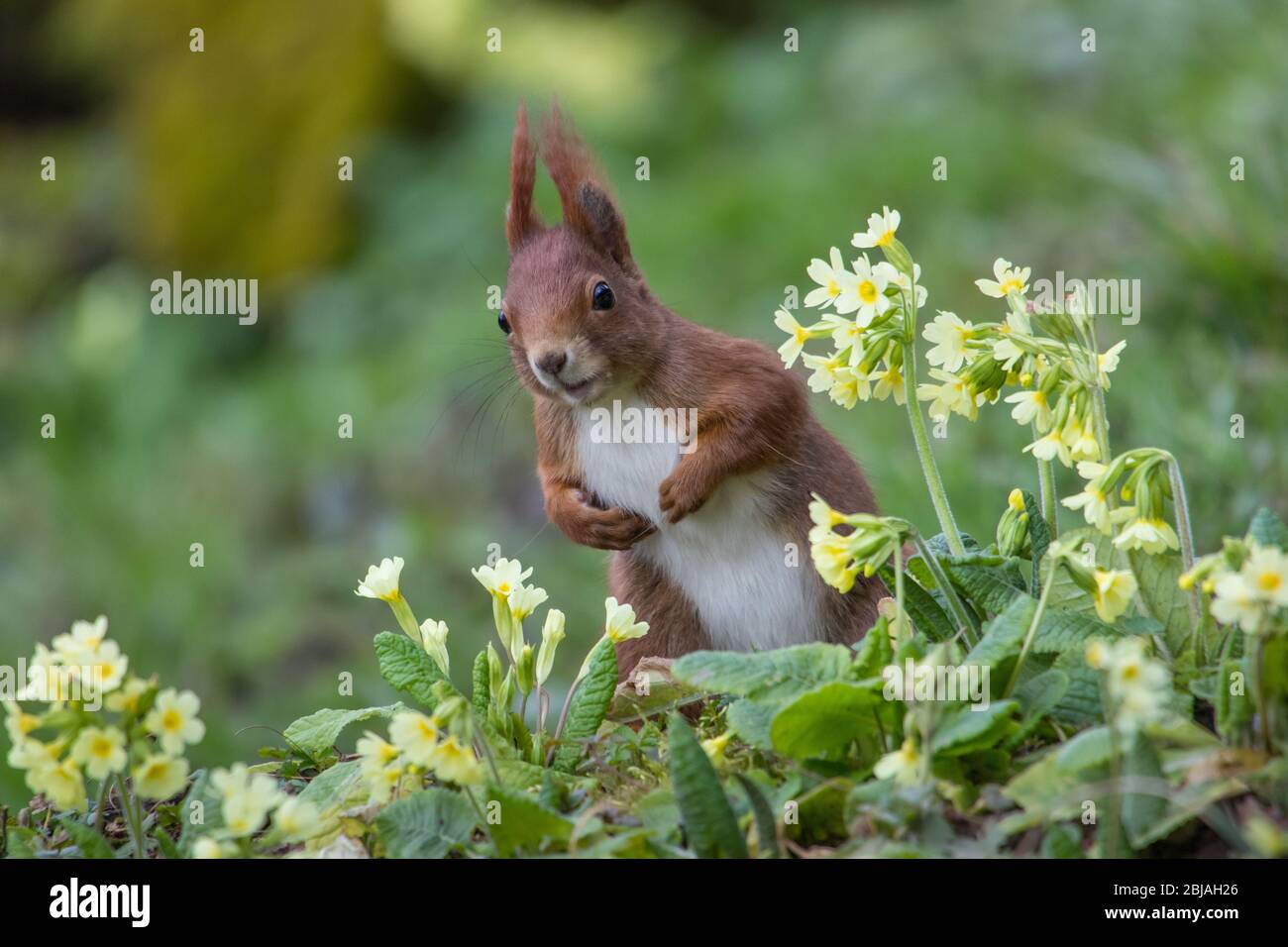European red squirrel, Eurasian red squirrel (Sciurus vulgaris), foraging among primroses, front view, Switzerland, Sankt Gallen Stock Photo