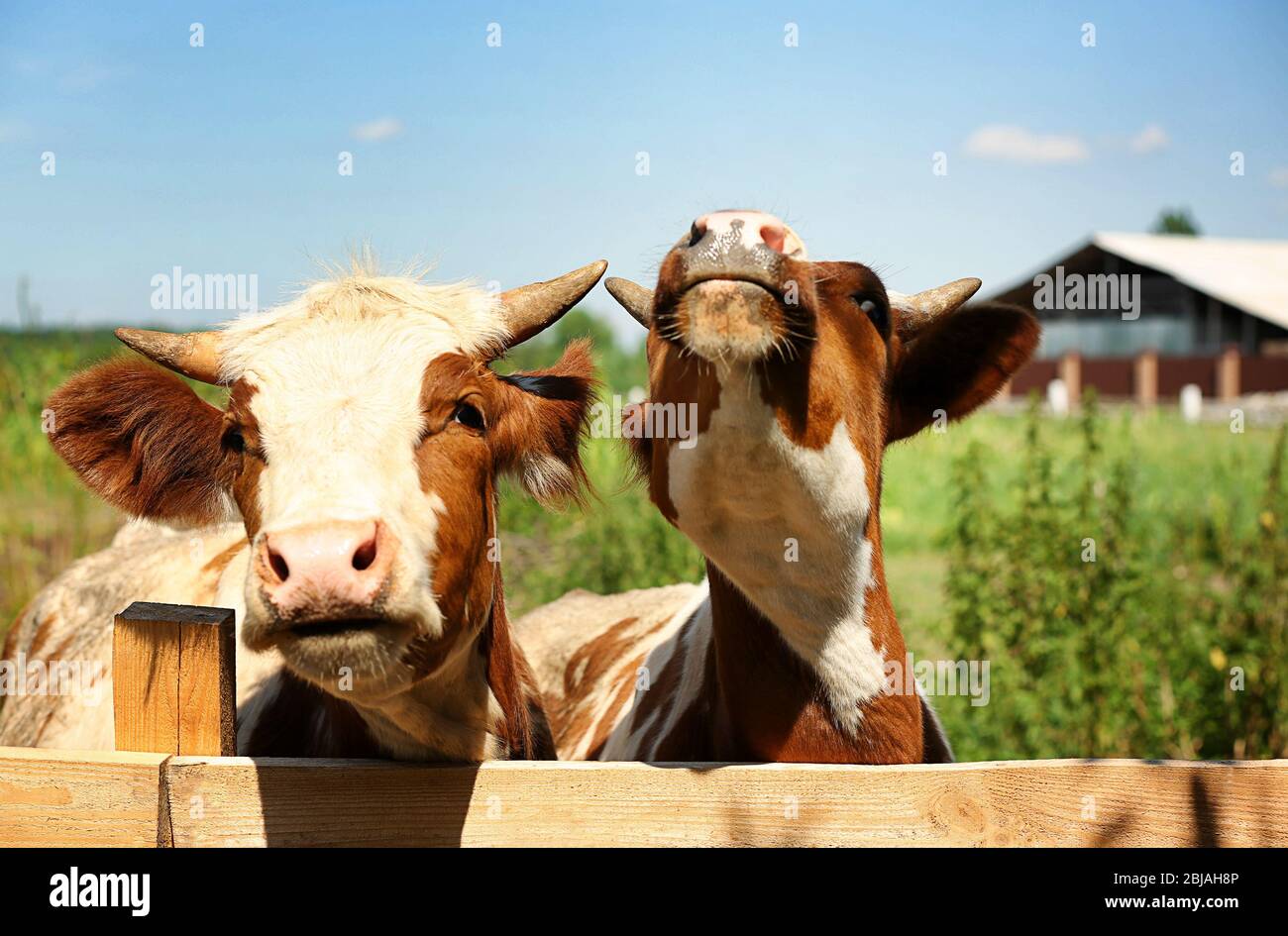 Cows on blurred dairy farm background Stock Photo - Alamy