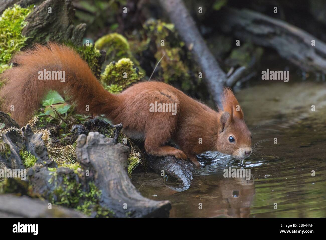 European red squirrel, Eurasian red squirrel (Sciurus vulgaris), drinks at a waterplace in forest, side view, Switzerland, Sankt Gallen Stock Photo