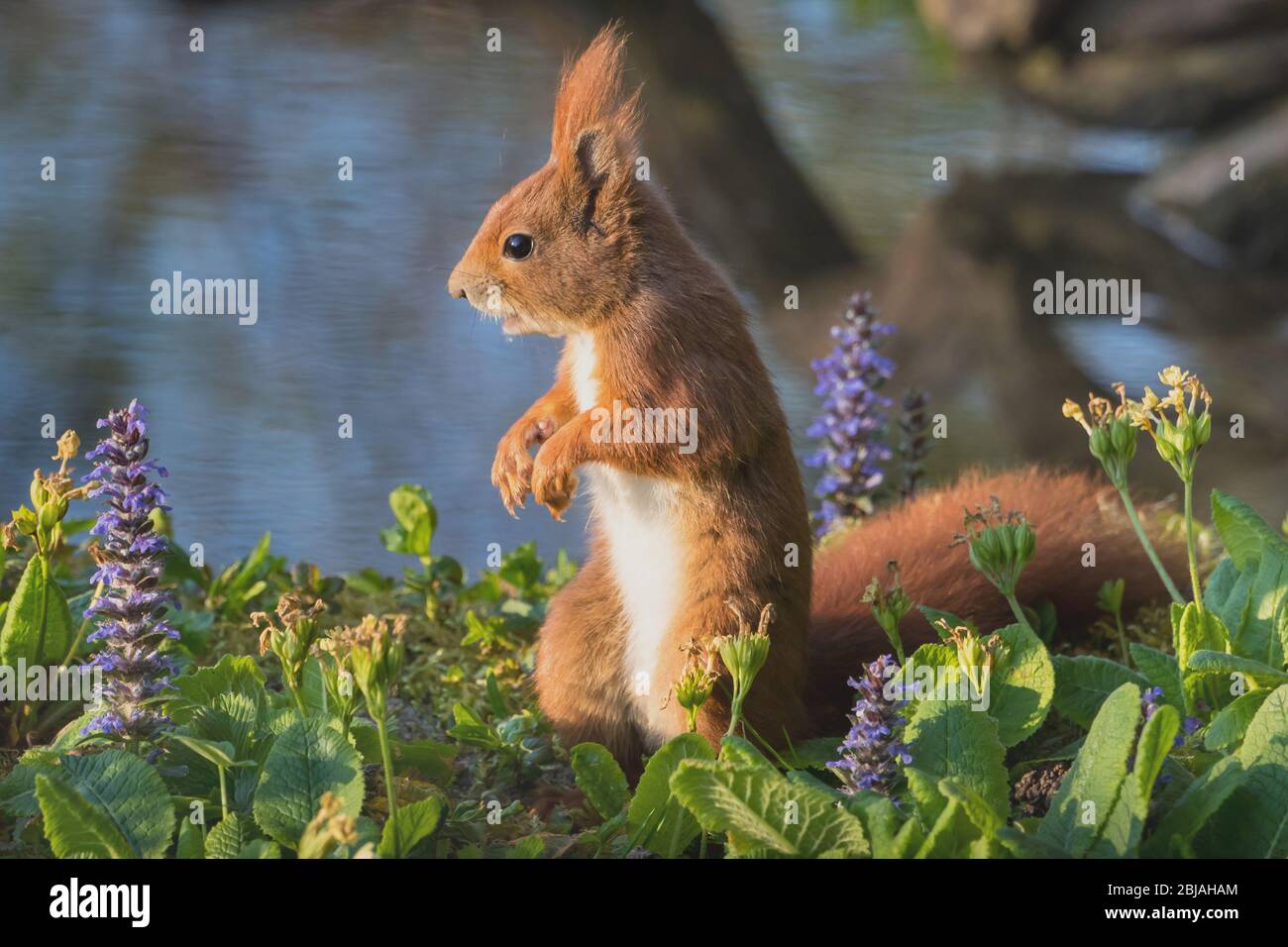 European red squirrel, Eurasian red squirrel (Sciurus vulgaris), foraging among bugle flowers, Switzerland, Sankt Gallen Stock Photo