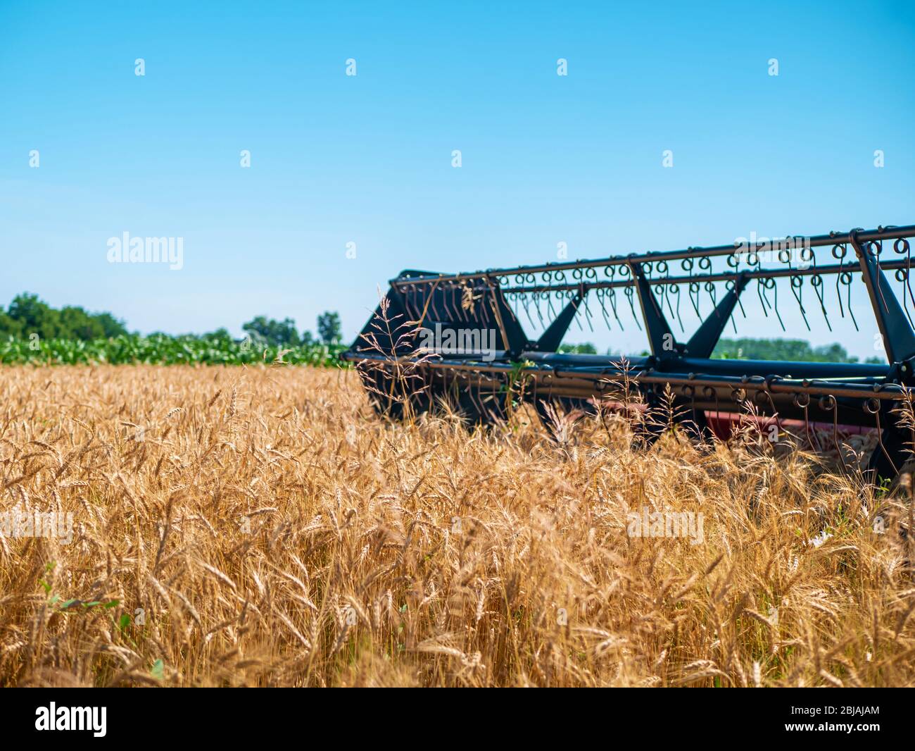 Wheat harvesting in the summer. Red harvester working in the field ...