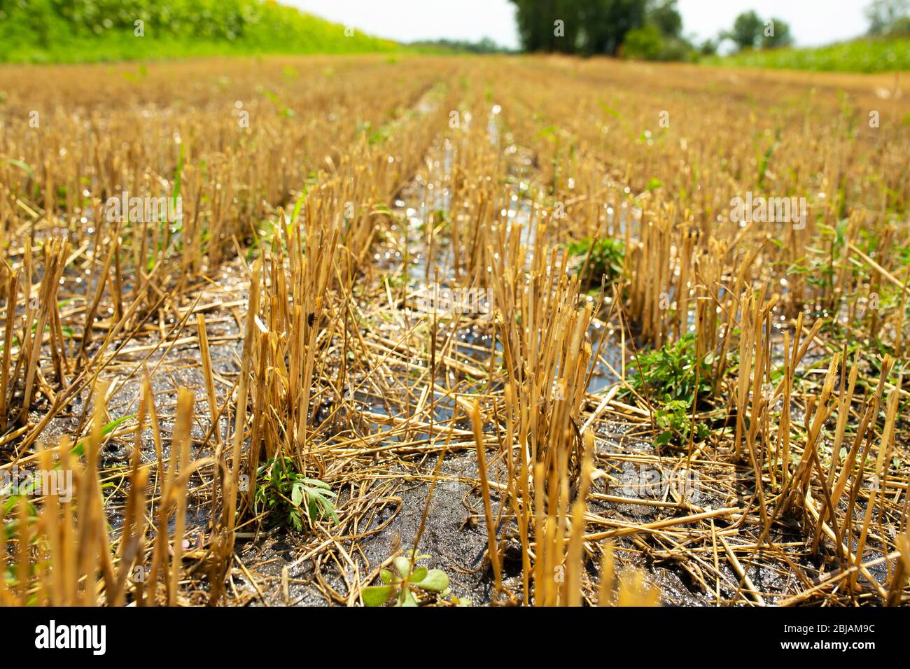 Wheat field after harvesting by combine. Clipped wheat. Wheat harvest season Stock Photo Alamy