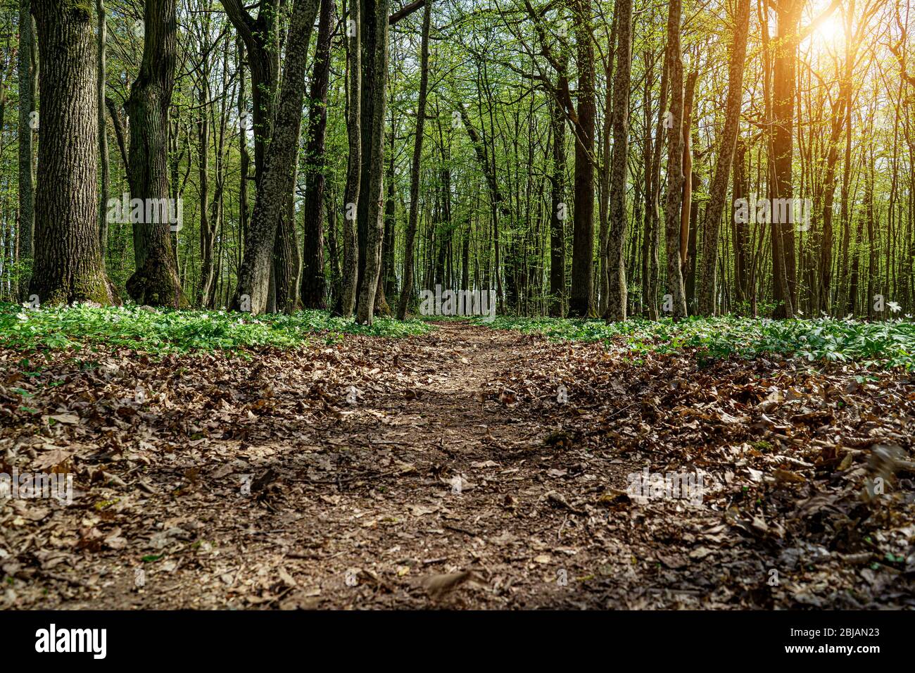 Dark forest path russia hi-res stock photography and images - Alamy
