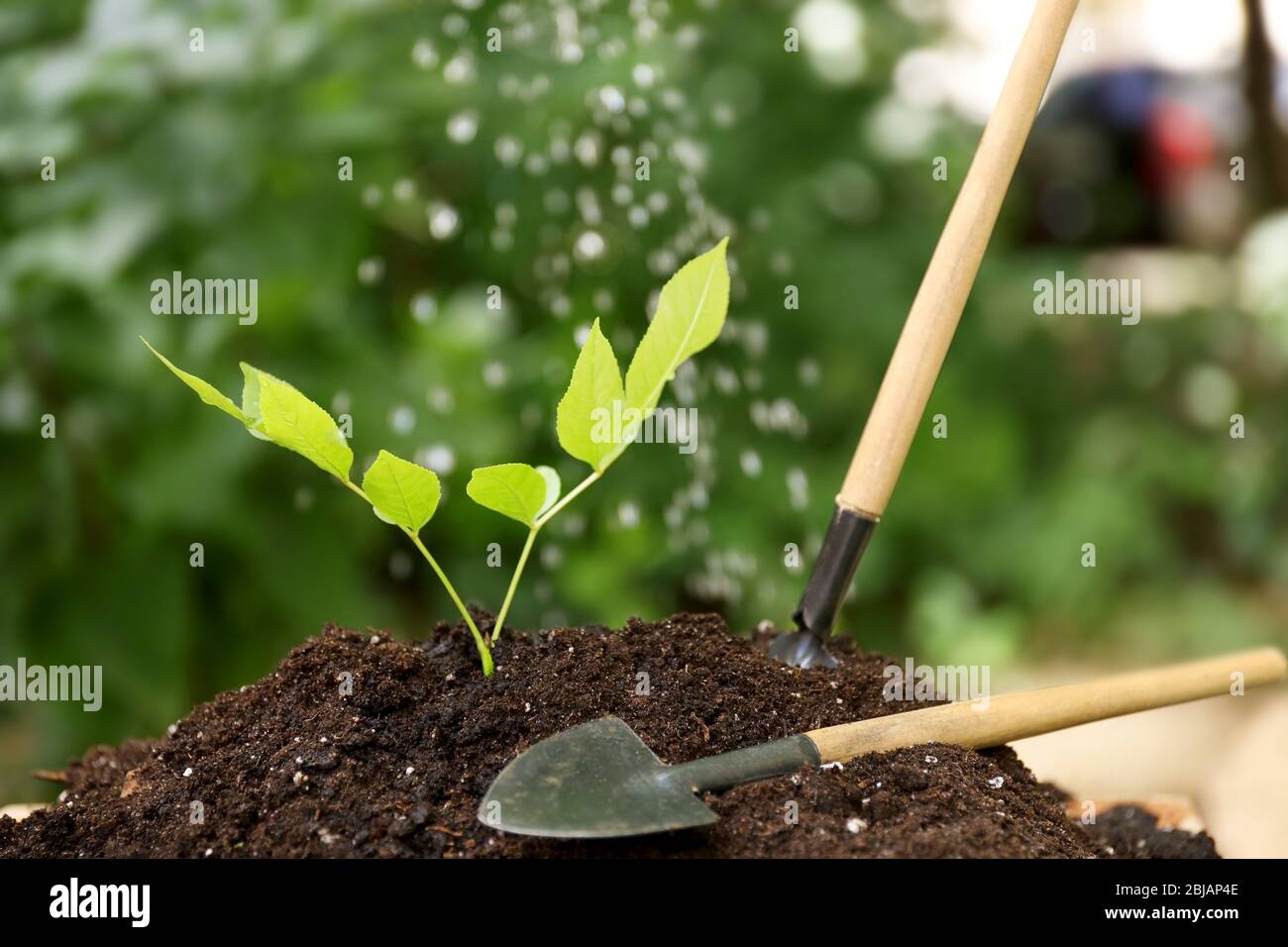 Tree spade planting wood hi-res stock photography and images - Alamy