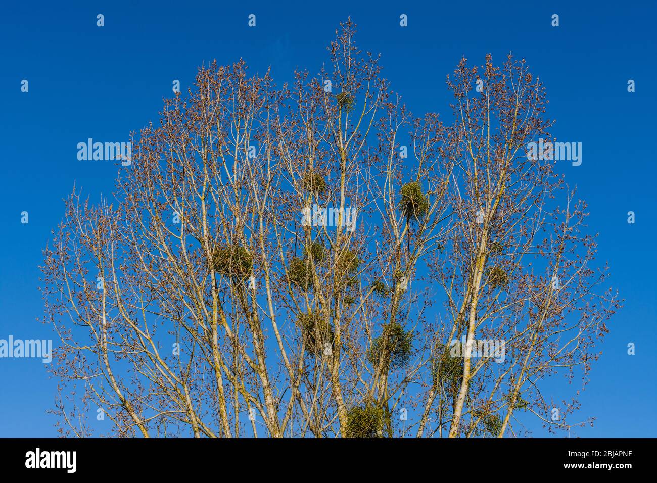 Bunches of Mistletoe in Elm tree before leafing. Stock Photo