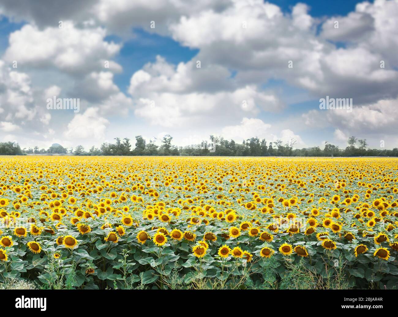 Sunflower field with blue sky Stock Photo - Alamy