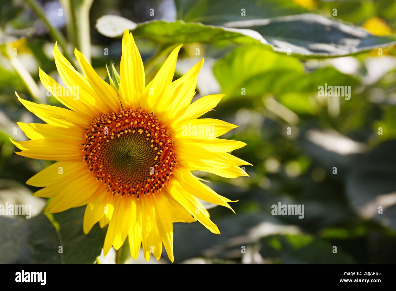 Sunflower in field Stock Photo - Alamy