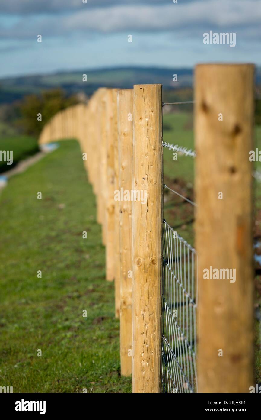 Row of wooden fence posts marking a field boundary in Cumbria, England. Stock Photo