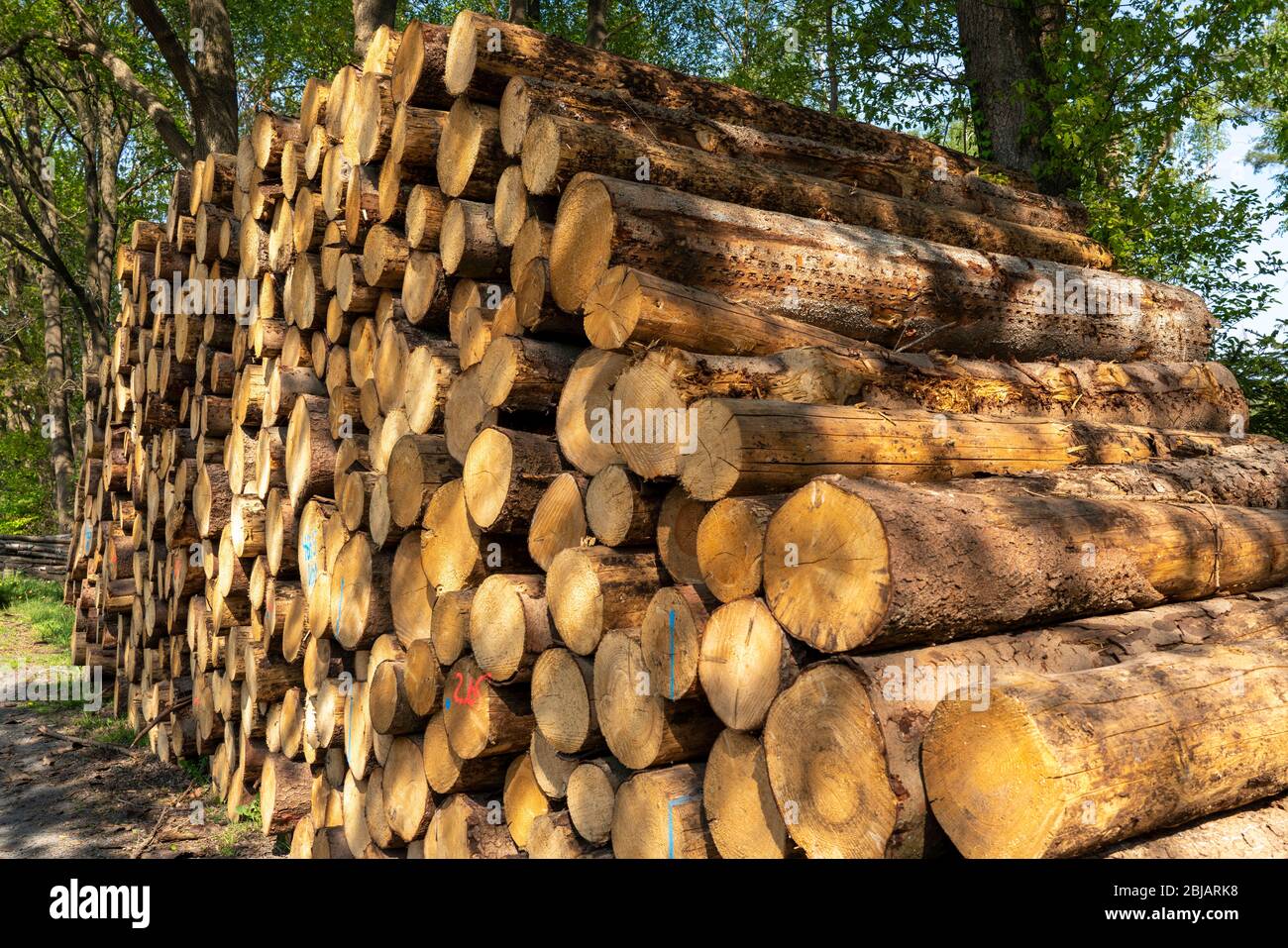 Logging, stored spruce logs, piled up in a forest near Dingden, NRW