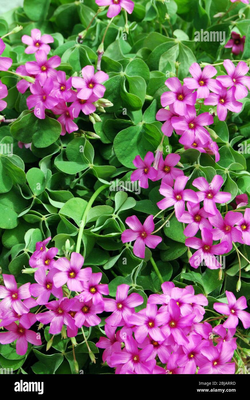 Pink flowering Oxalis plant, Costa del Sol, Malaga Province, Andalucia, Spain. Stock Photo