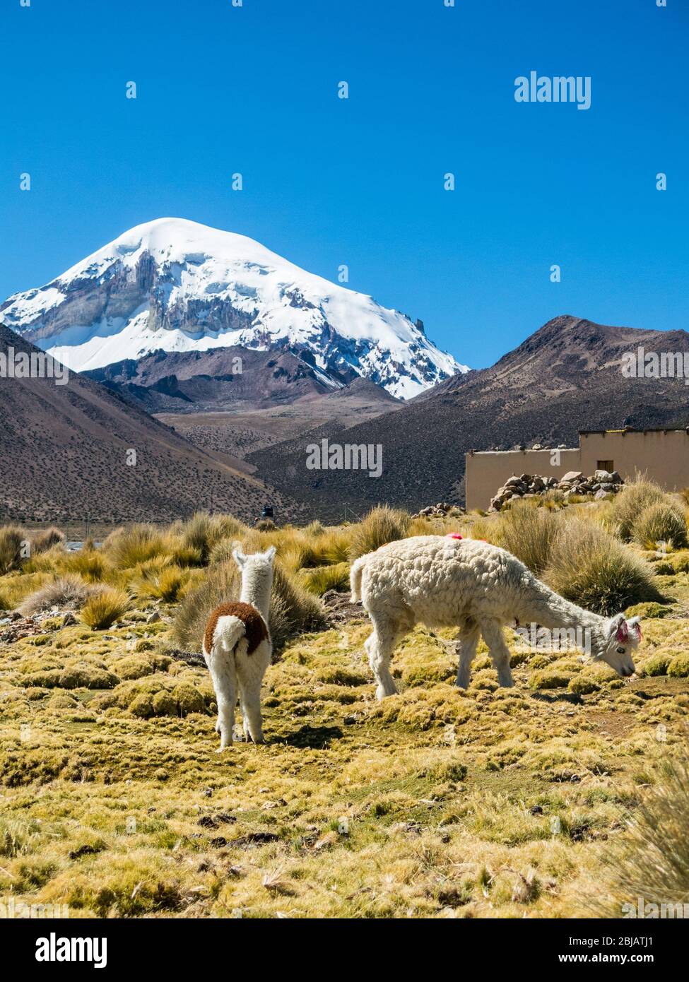 Guanaco mount hi-res stock photography and images - Alamy