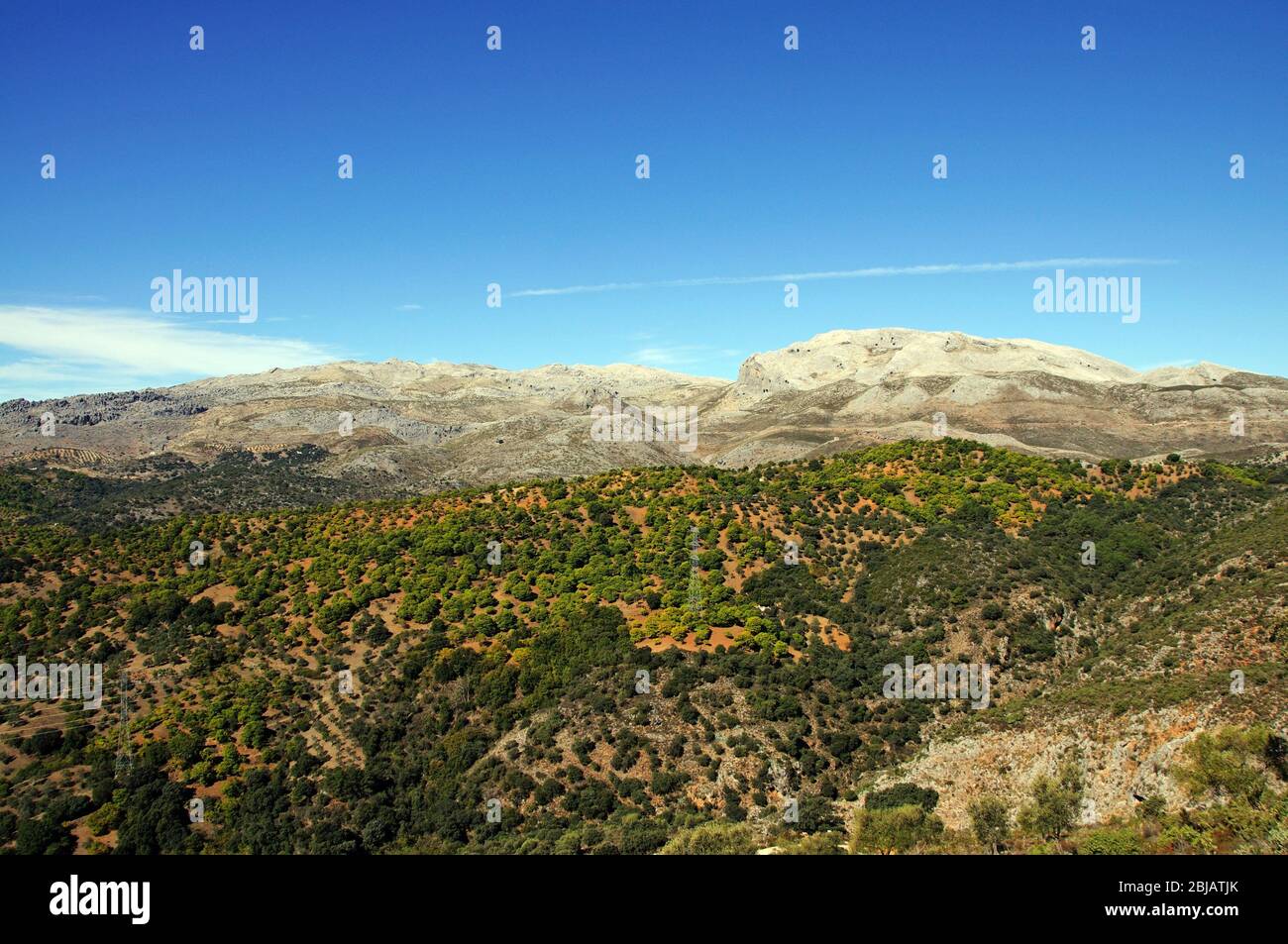 Forest of chestnut trees, Igualeja, Serrania de Ronda, Malaga Province, Andalucia, Spain, Western Europe. Stock Photo