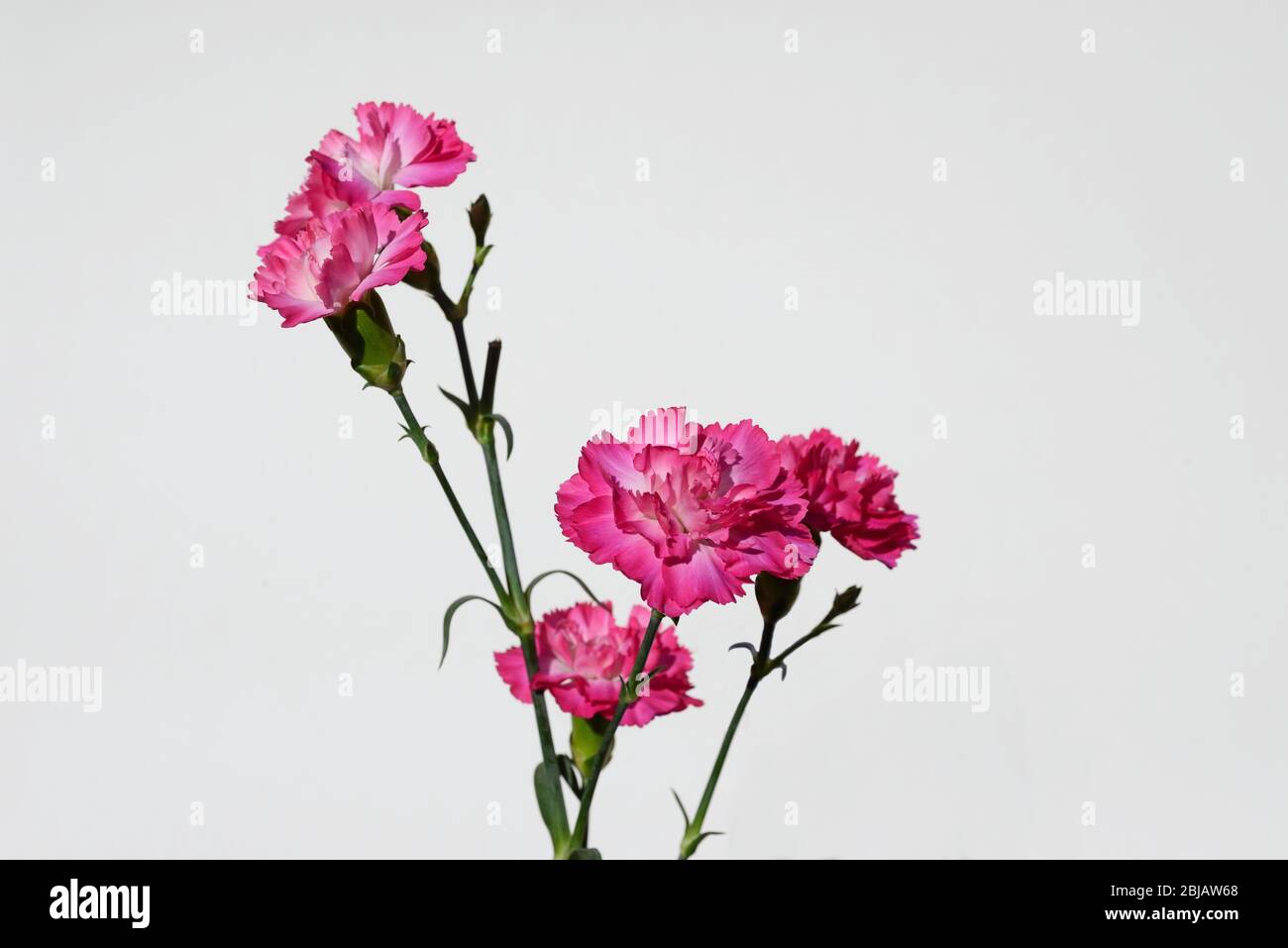 Pink Carnations against a white background, UK Stock Photo