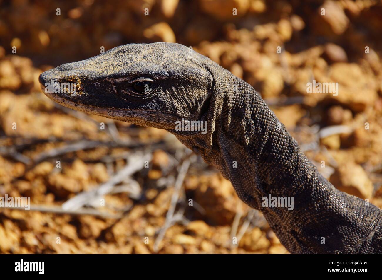Heath monitor lizard hires stock photography and images Alamy