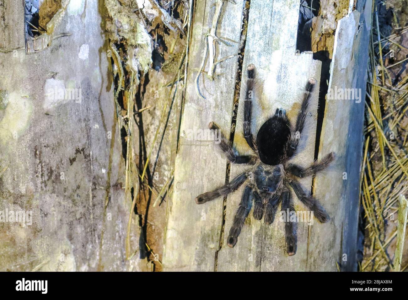 Furry tarantula alfresco walking along the tree trunk. Amazon forest in the Madidi National Park, Bolivia Stock Photo