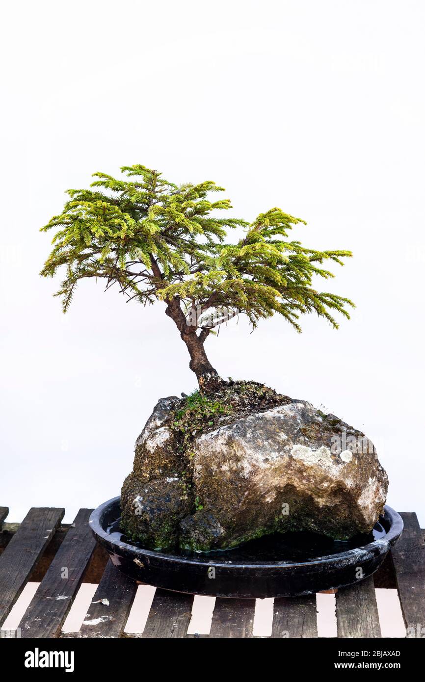 Juniper (Juniperus communis) growing on a old rock with a plain white background, Northampton, England, UK. Stock Photo