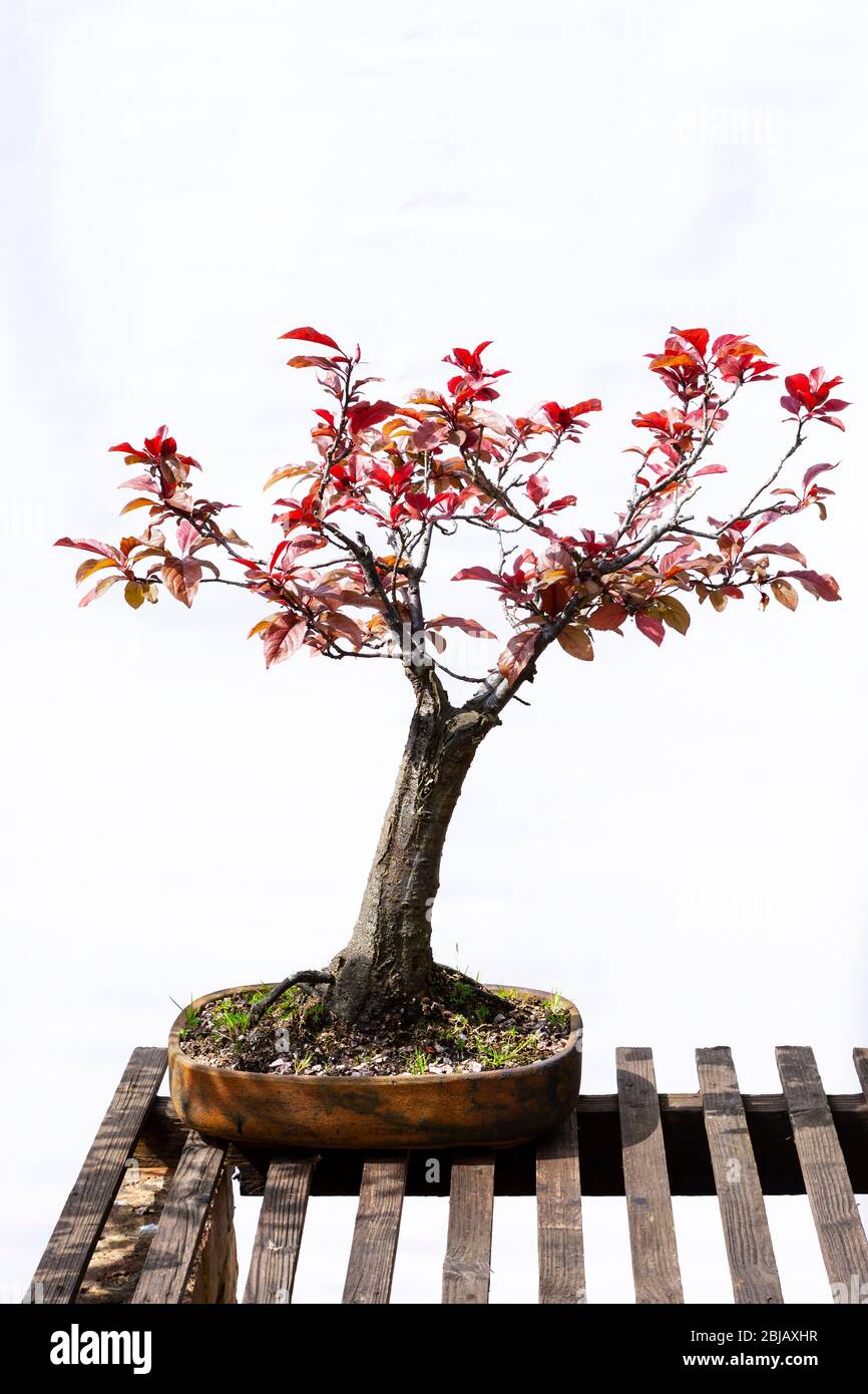 metasequoia bonsai indoor Metasequoia main image 0
