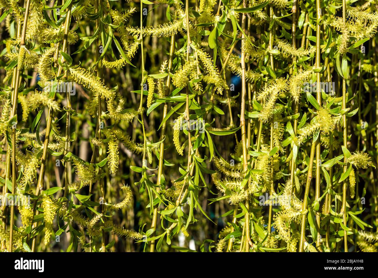 Crack Willow (Salix fragilis) catkins in early spring. Stock Photo