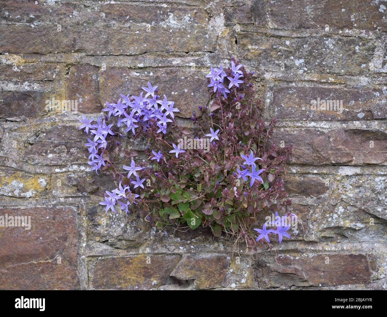 Campanula portenschlagiana aka Dalmatian bellflower, escaped from garden, growing wild in stone wall. Stock Photo