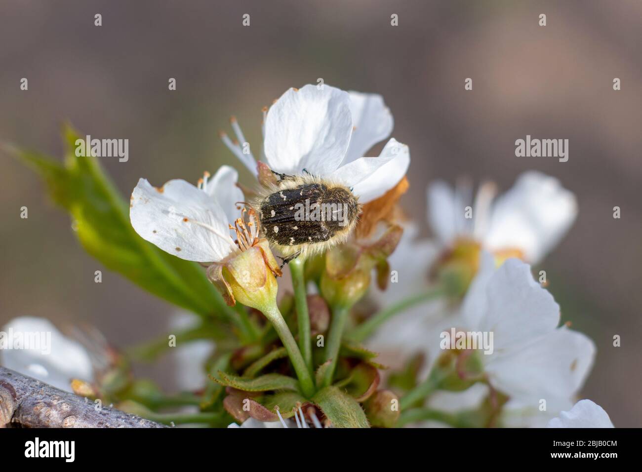 Tropinota hirta, a pest that destroys the flowering plants, feeds on flowers and buds of plants, Beetle that eats apricot inflorescences. Stock Photo