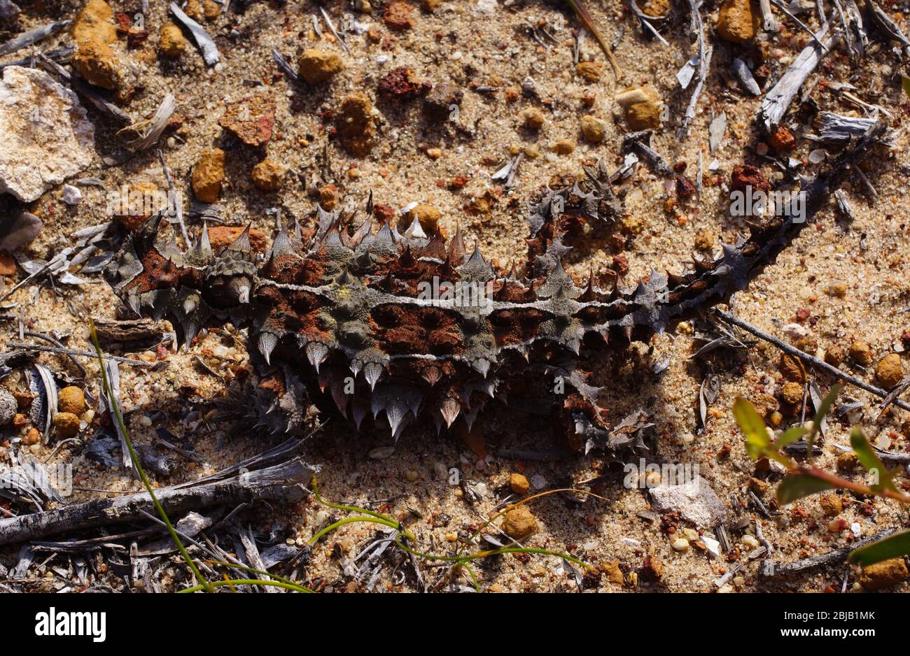 Horned lizard eating ant hires stock photography and images Alamy