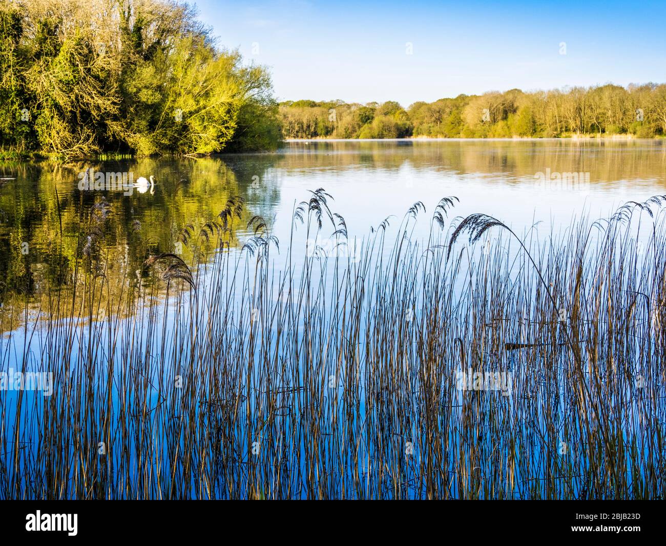 A sunny, spring morning at Coate Water in Swindon. Stock Photo