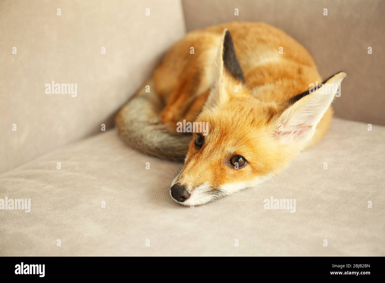 Beautiful fox cub lying on sofa in room Stock Photo - Alamy