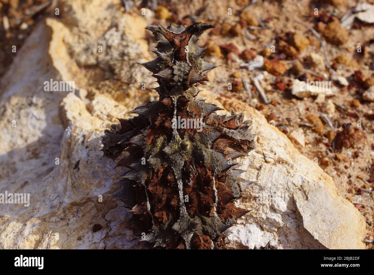 Horned lizard eating ant hires stock photography and images Alamy