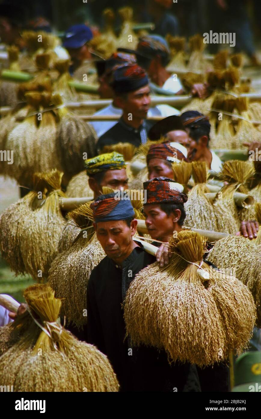 Elders of traditional community carrying paddy during annual harvest