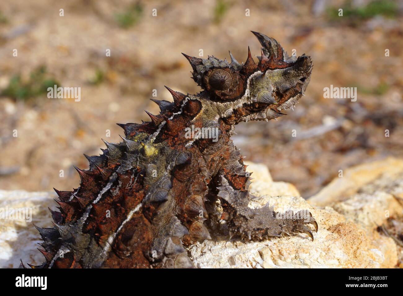 Thorny devil, Moloch horridus, ant-eating lizard in Western Australia, lateral view Stock Photo