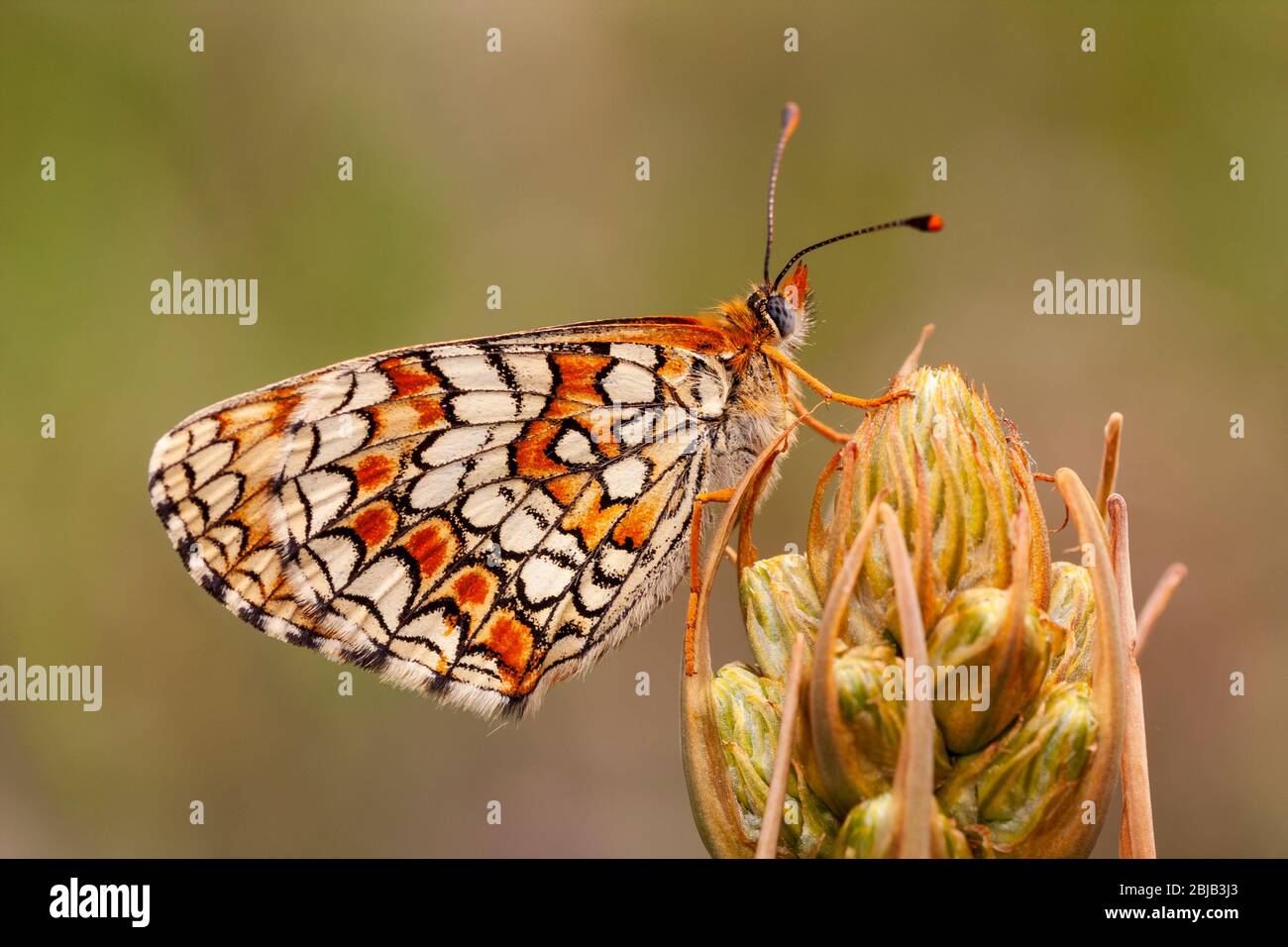 A selective photo of a beautiful butterfly, Melitaea phoebe perched on a flower against a defocused green background. Spain Stock Photo