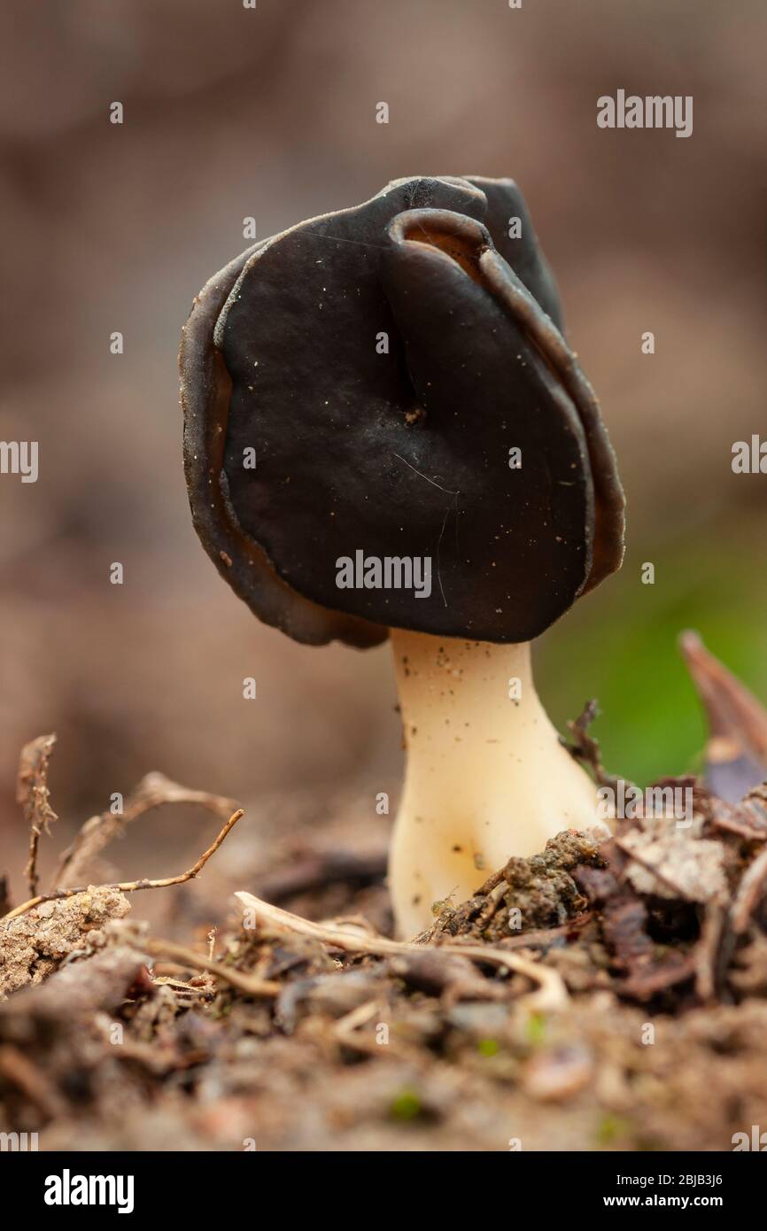 Selective approach of a Helvella leucopus, growing on the forest floor in spring, on an unfocused background. Spain Stock Photo