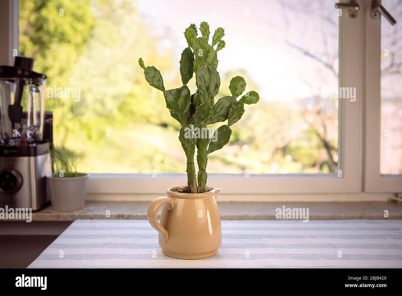 Cactus in flower pot. Opuntia ficus-indica, prickly pear or Indian fig. Cute cacti house plant on the table by the window. Stock Photo