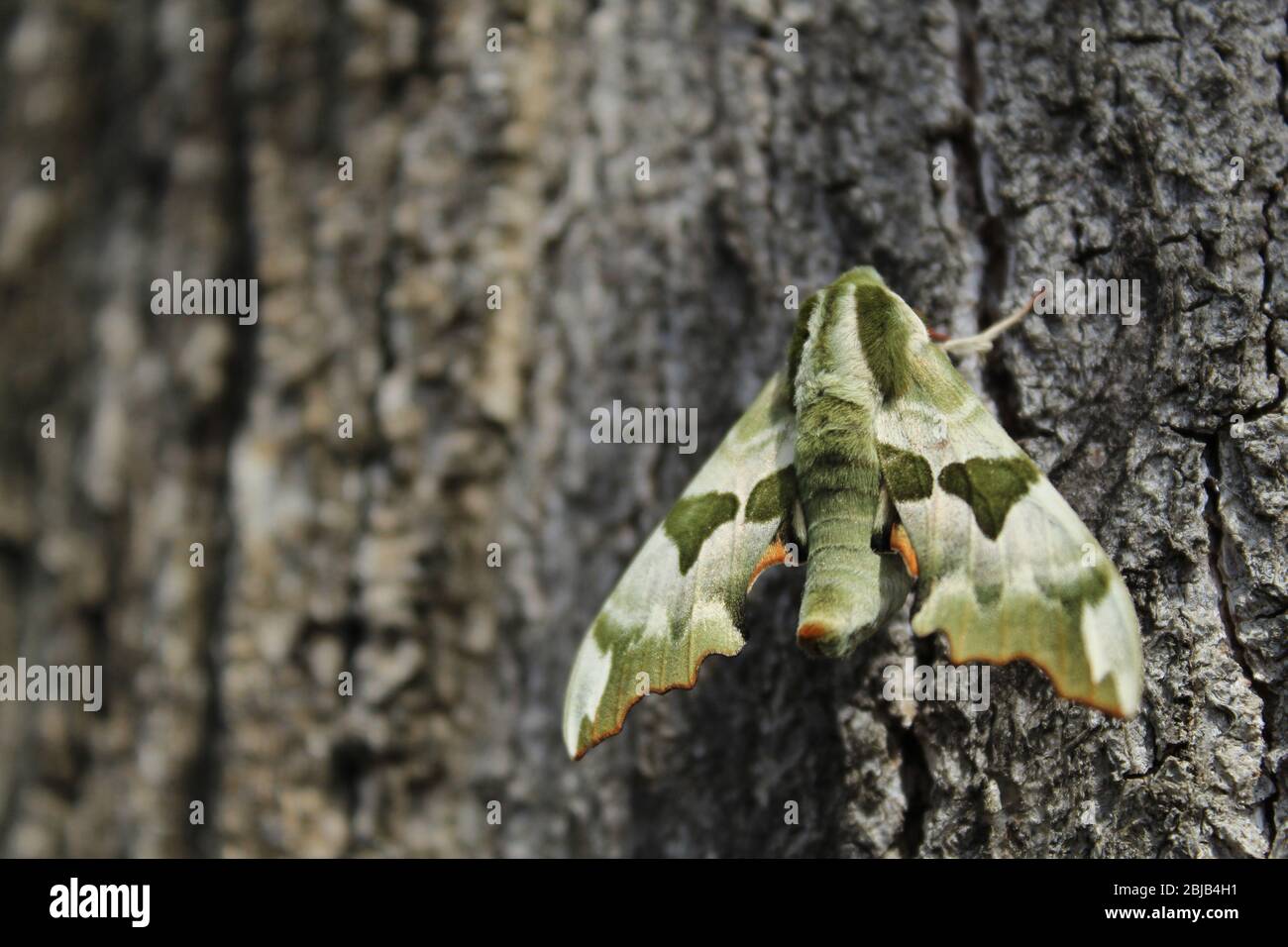 Daphnis nerii - the oleander hawk-moth -army green moth on tree bark Stock Photo