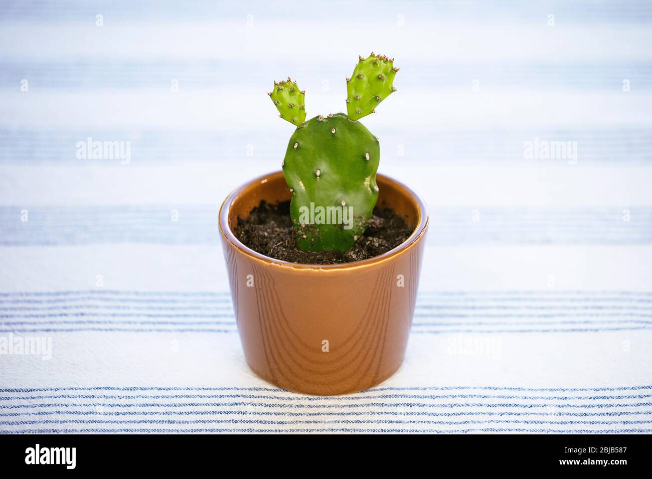 Mini cactus. Small opuntia ficus-indica, prickly pear or Indian fig. Cute cacti house plant. Stock Photo